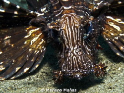 lion fish face by Mariano Mañas 